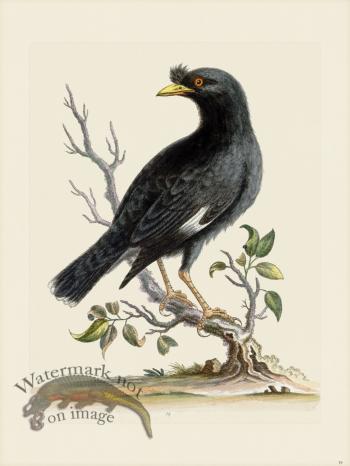 Edwards 019 Black Bird